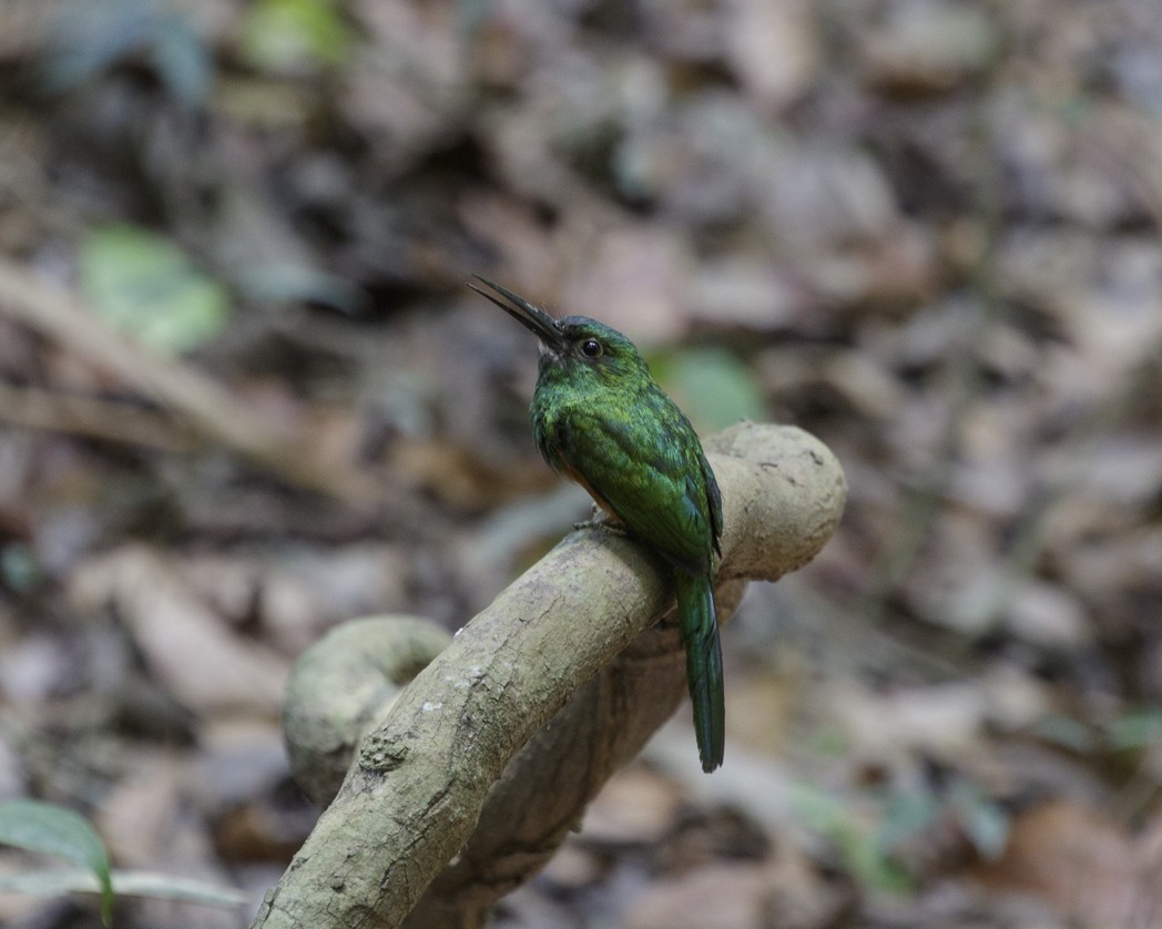 Bluish-fronted Jacamar - ML203555311