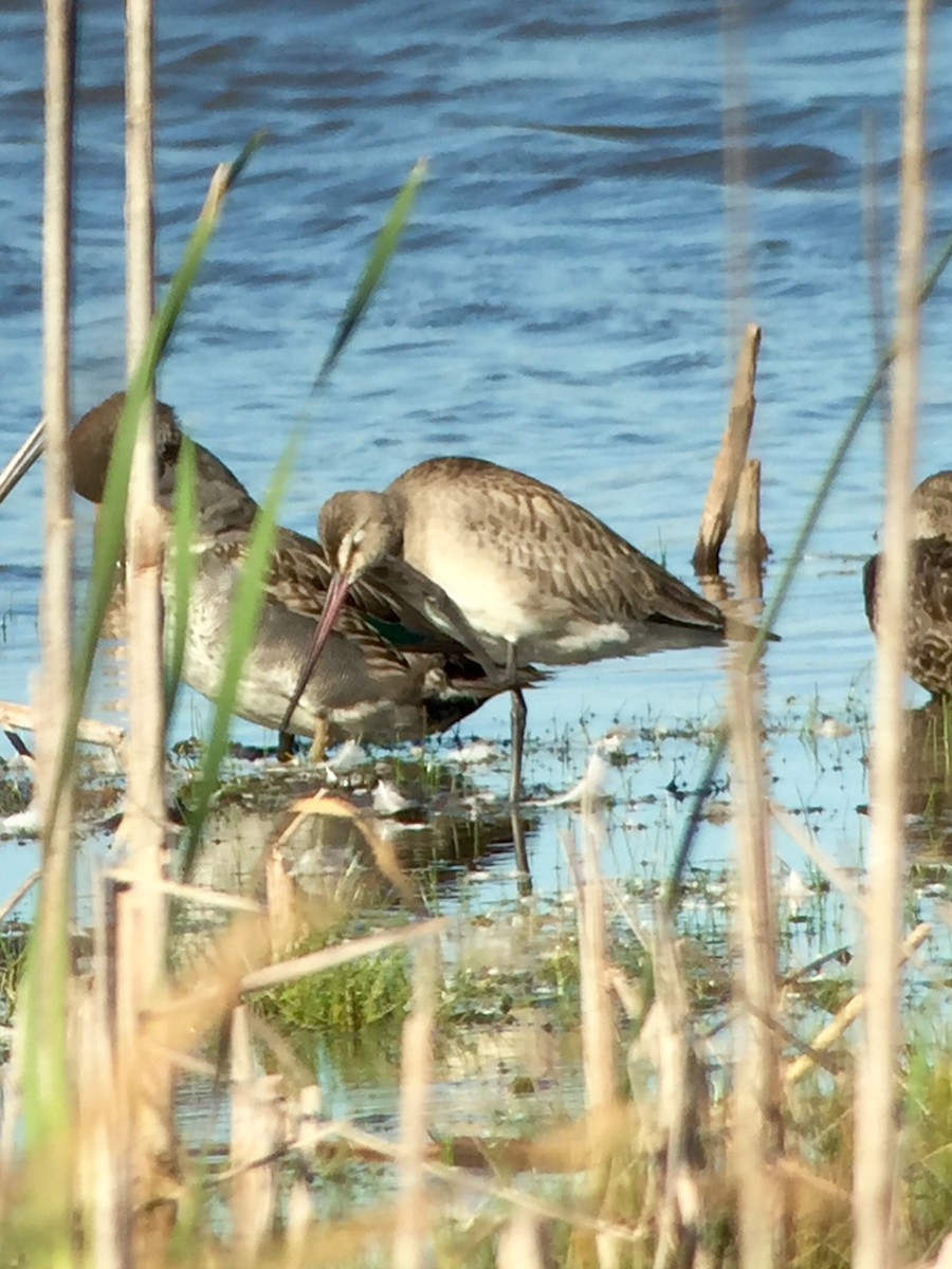 Hudsonian Godwit - ML20355811