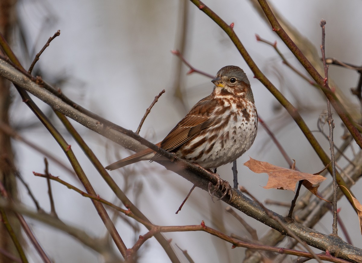 Fox Sparrow - ML203558131