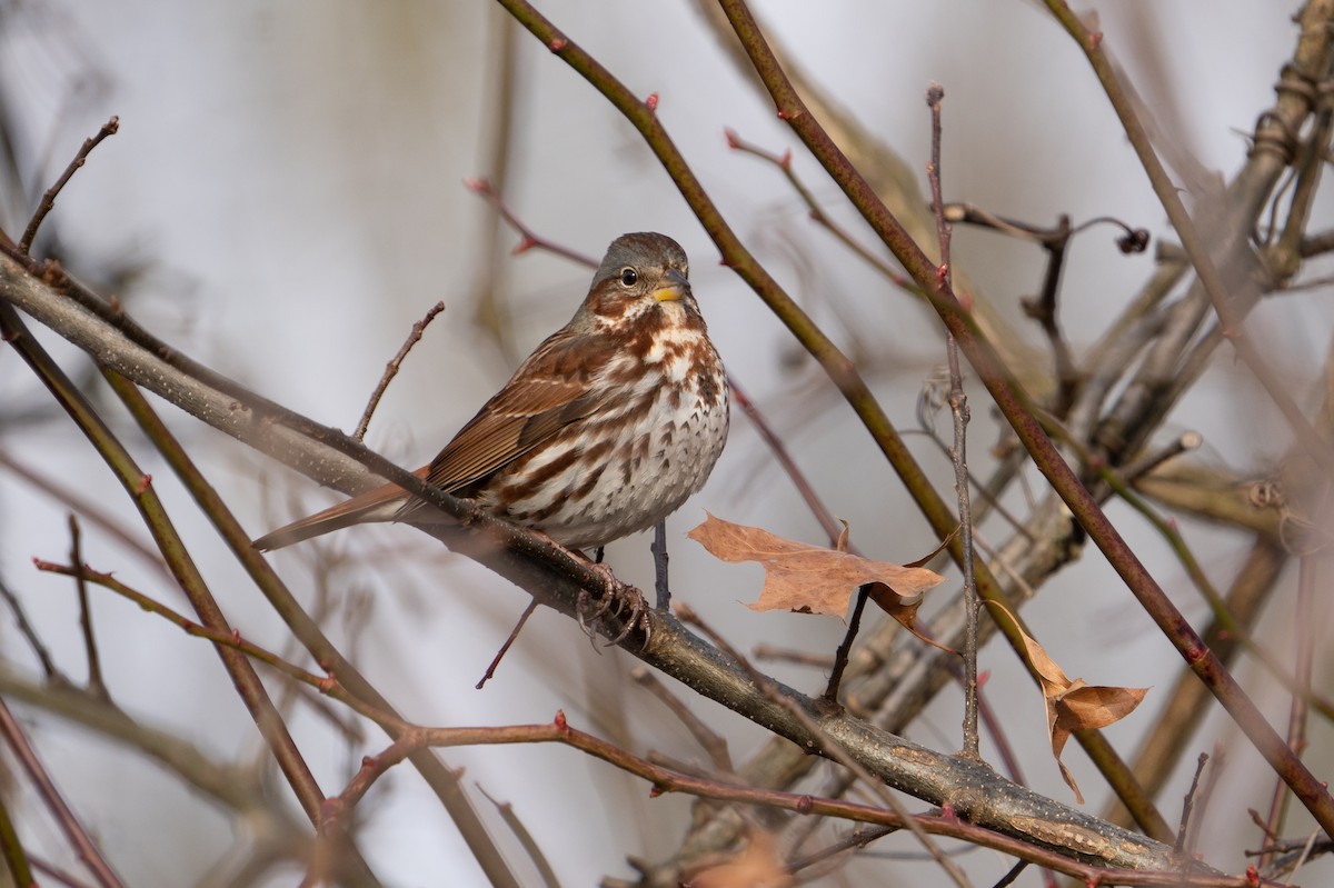 Fox Sparrow - ML203558141