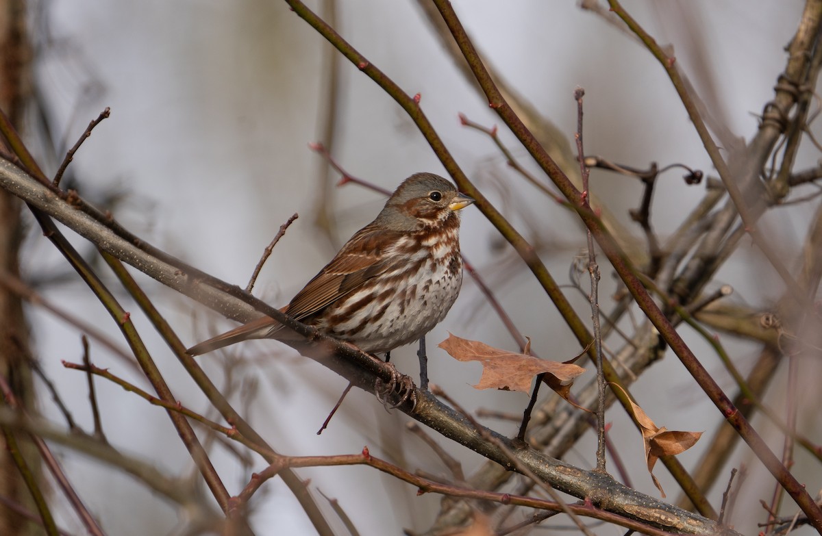 Fox Sparrow - ML203558151