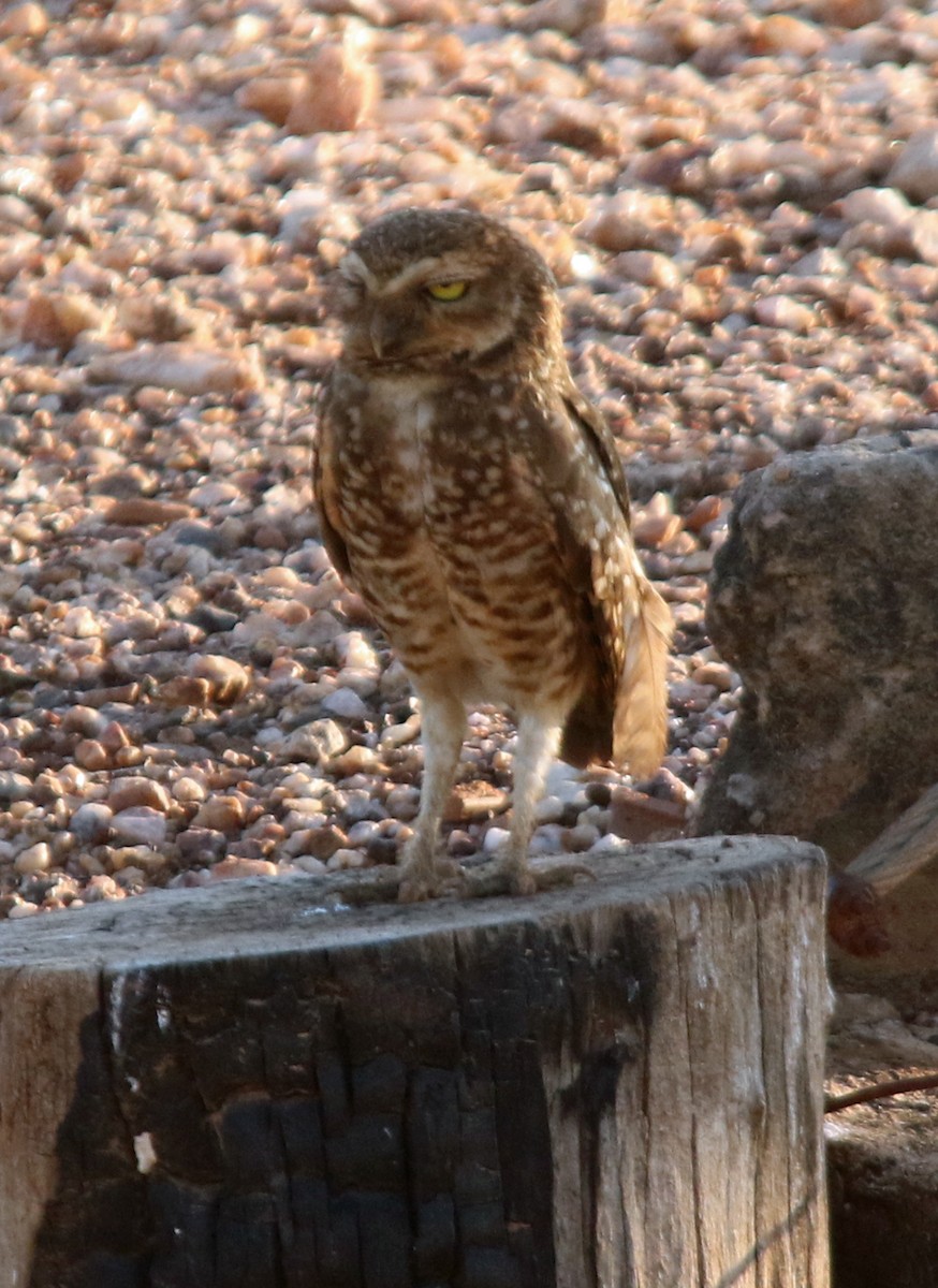 Burrowing Owl - ML203560771