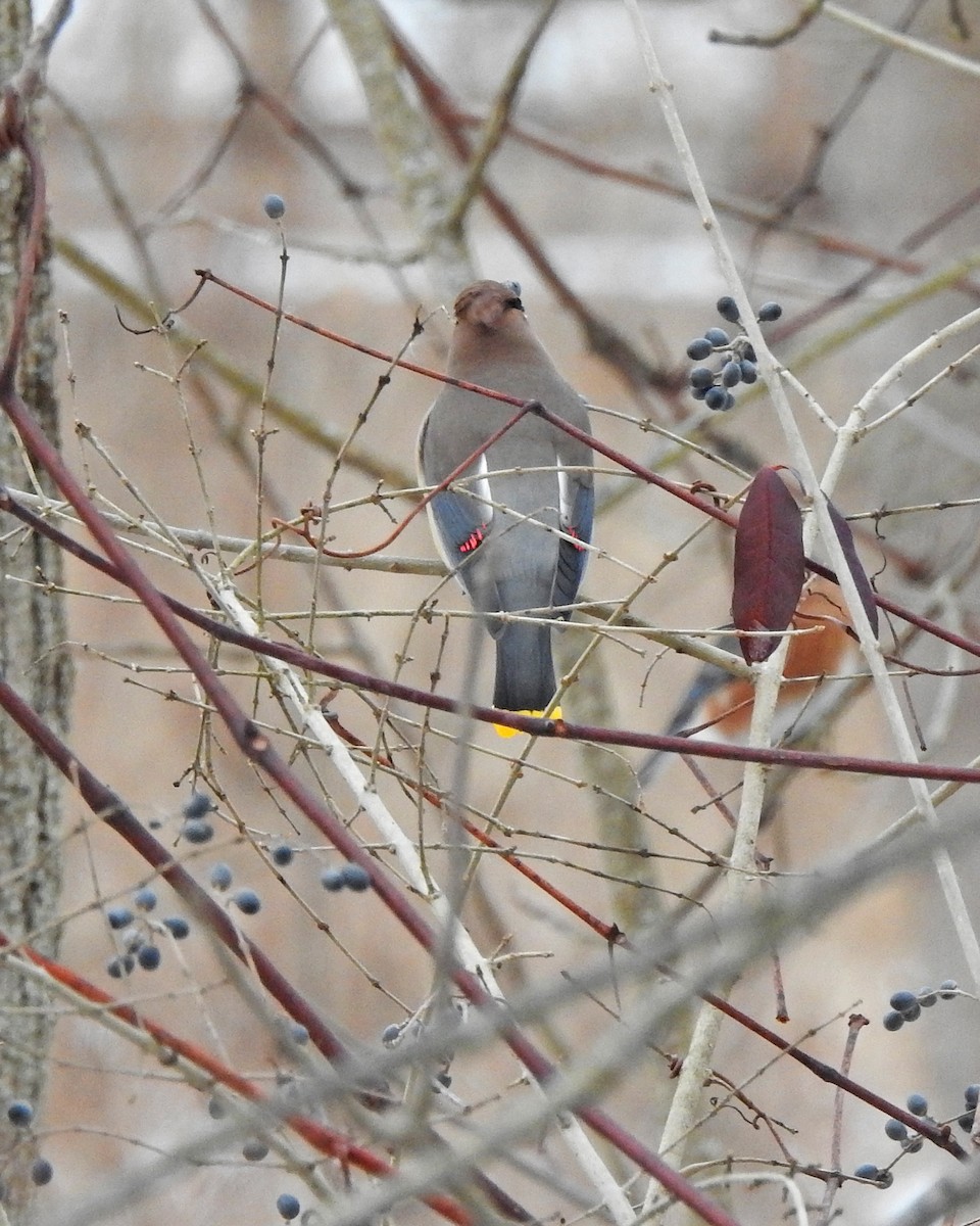 Cedar Waxwing - ML203560891