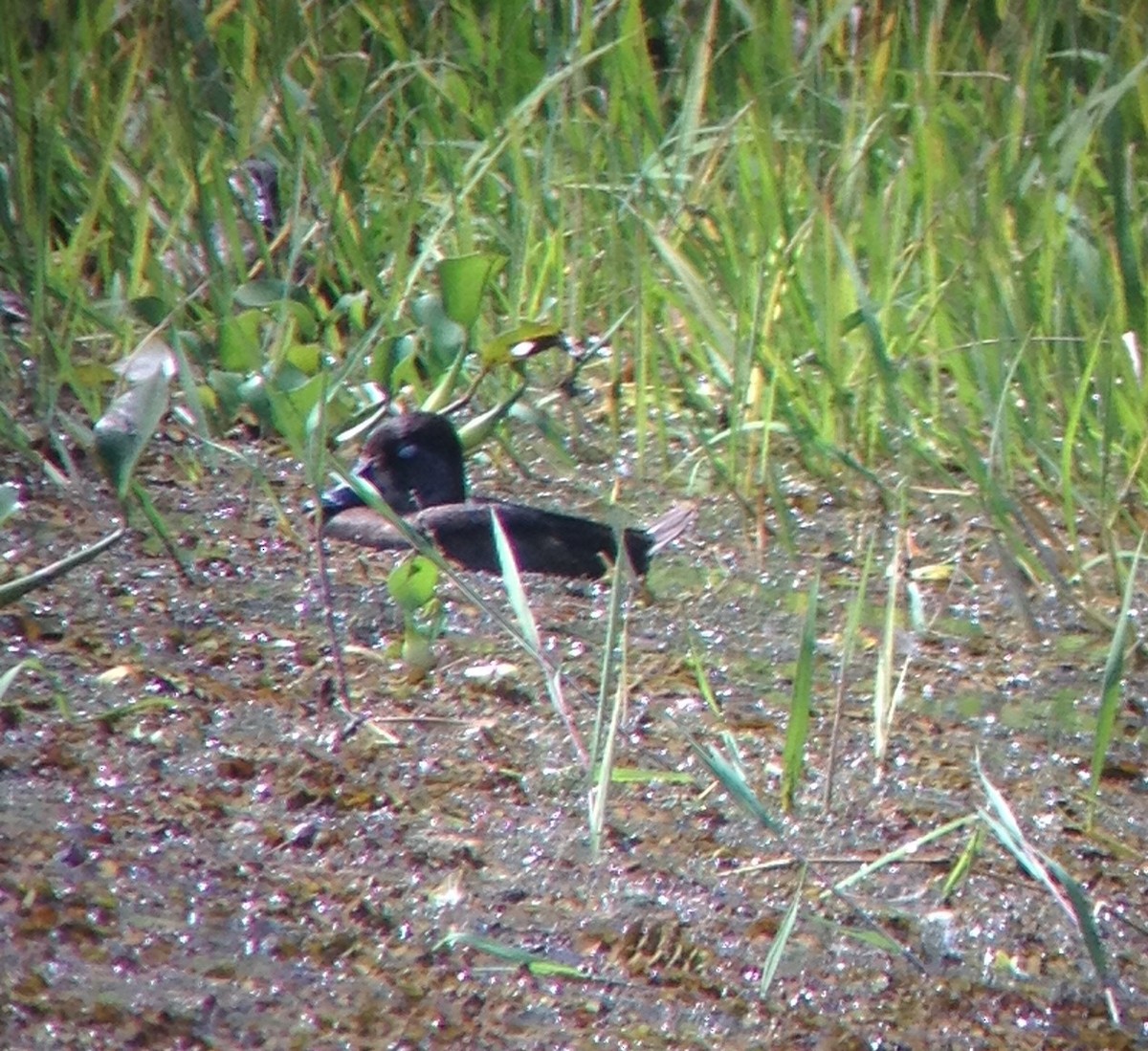 Ring-necked Duck - ML203561351