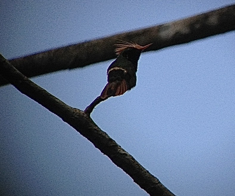 Rufous-crested Coquette - ML203561571