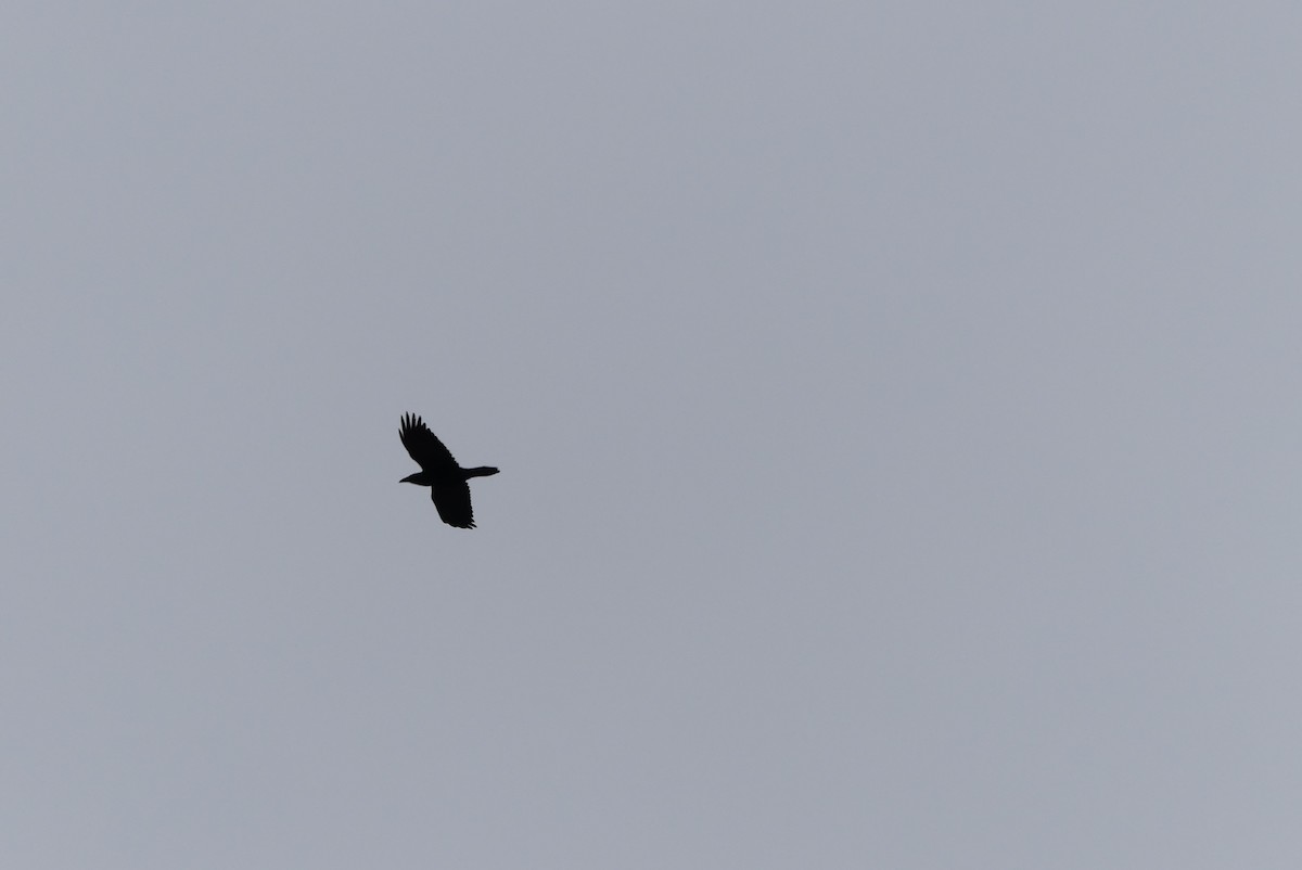 Common Raven - ML203561811