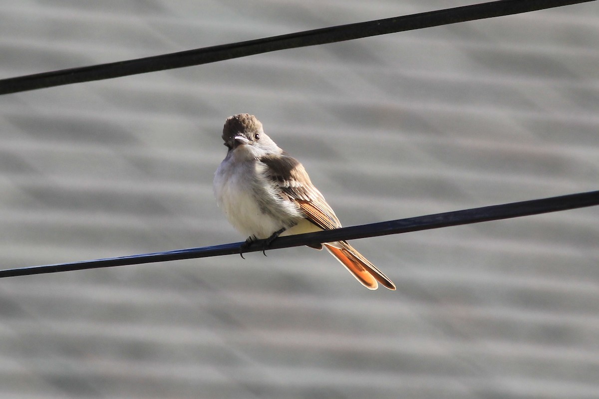 Ash-throated Flycatcher - ML203562291