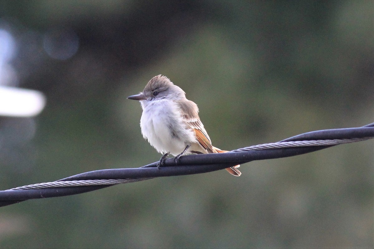 Ash-throated Flycatcher - kristi cooper