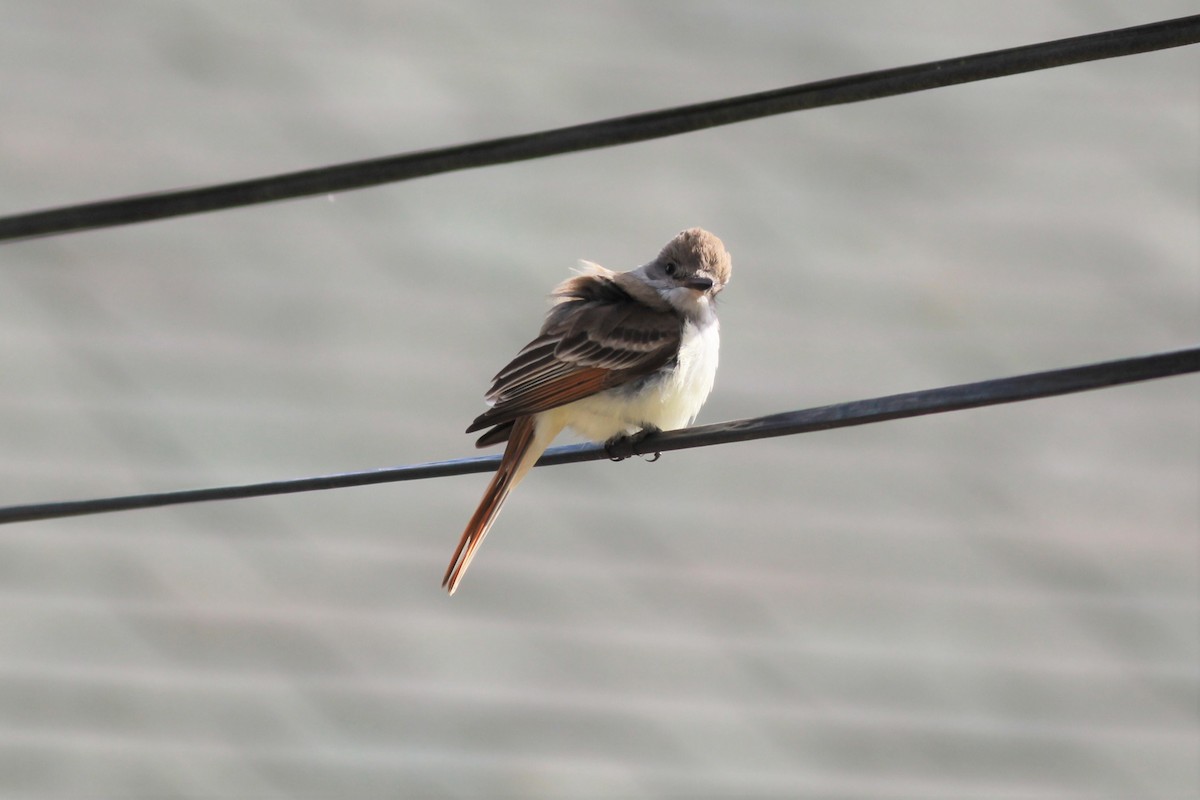 Ash-throated Flycatcher - ML203562311