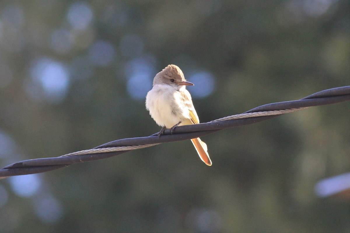 Ash-throated Flycatcher - kristi cooper