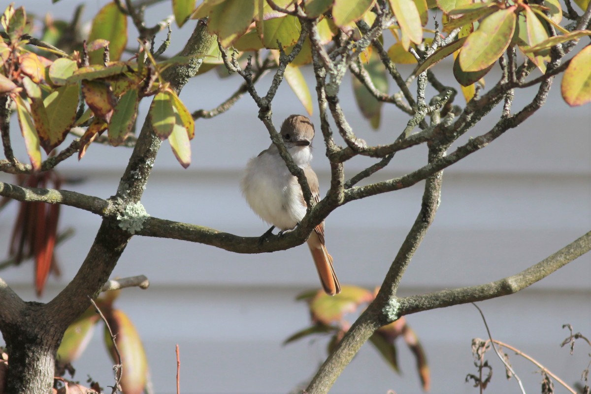 Ash-throated Flycatcher - ML203562331