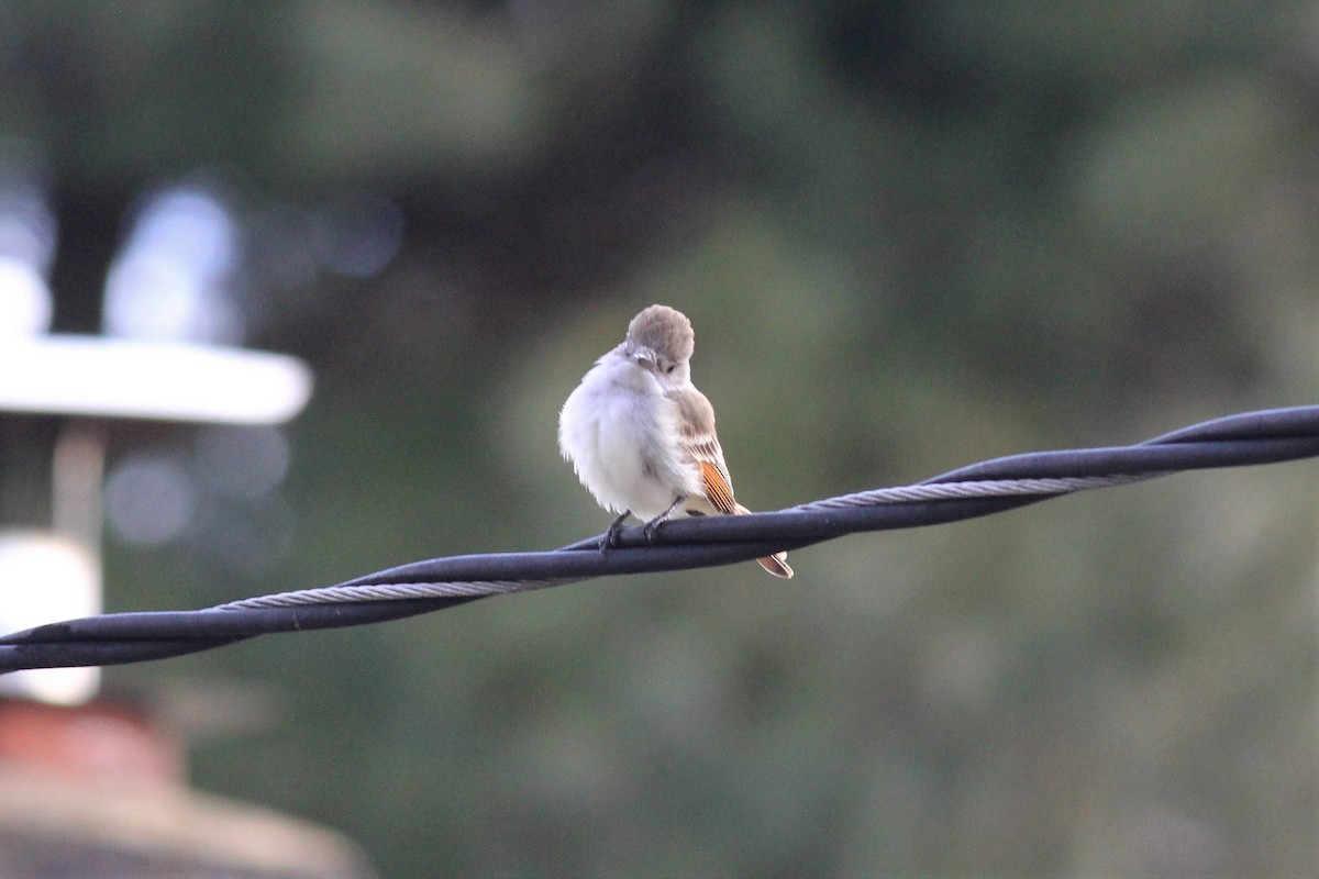 Ash-throated Flycatcher - kristi cooper