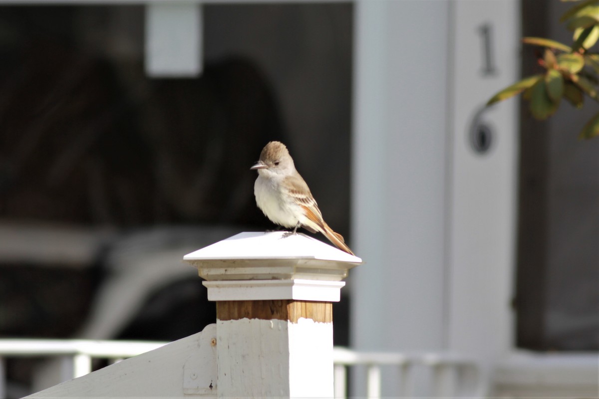 Ash-throated Flycatcher - ML203562351