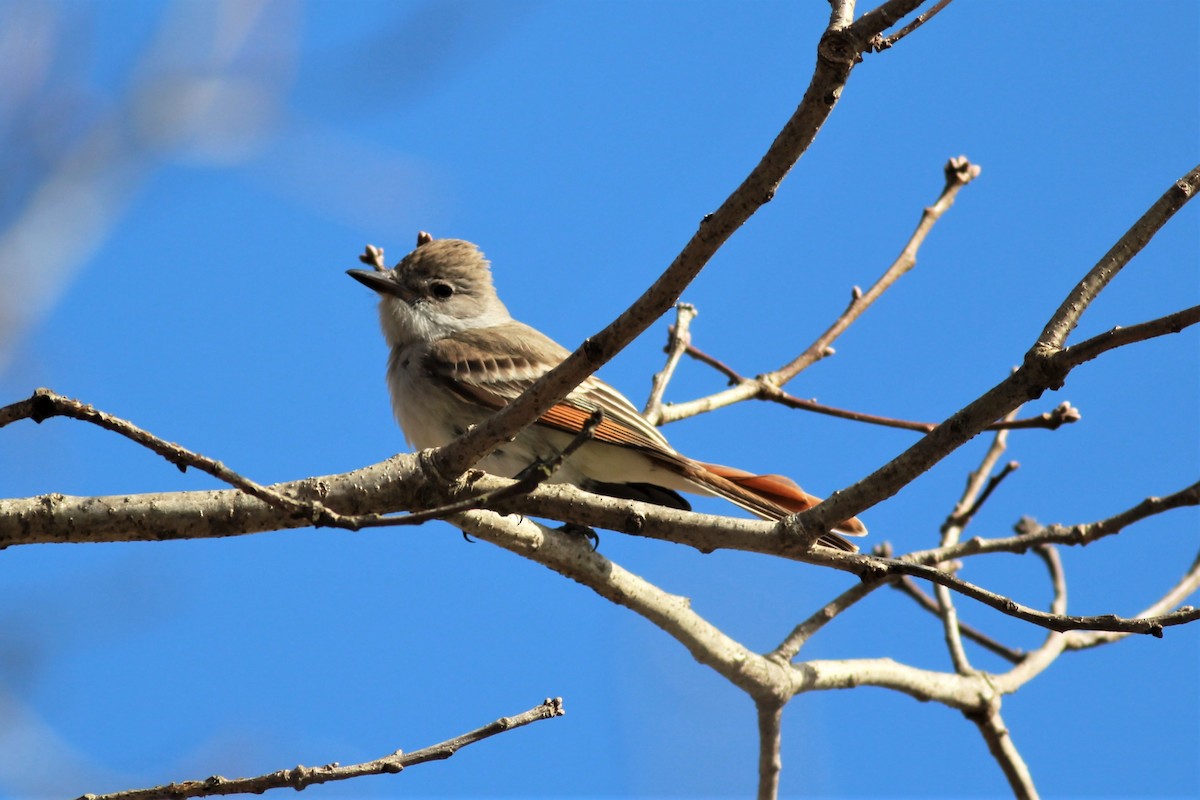 Ash-throated Flycatcher - ML203562361