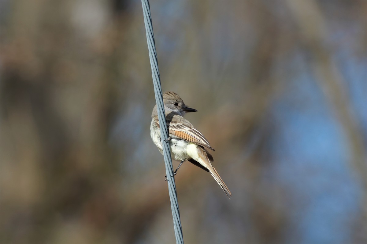 Ash-throated Flycatcher - ML203562371