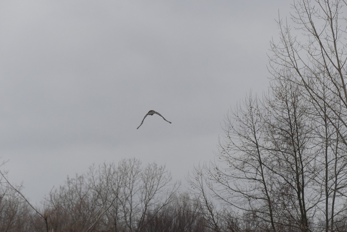 Red-shouldered Hawk - ML203562691