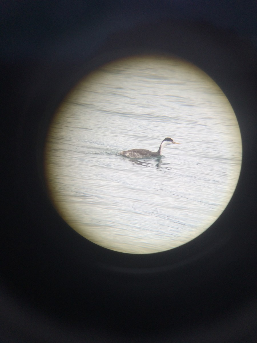 Clark's Grebe - ML20356531