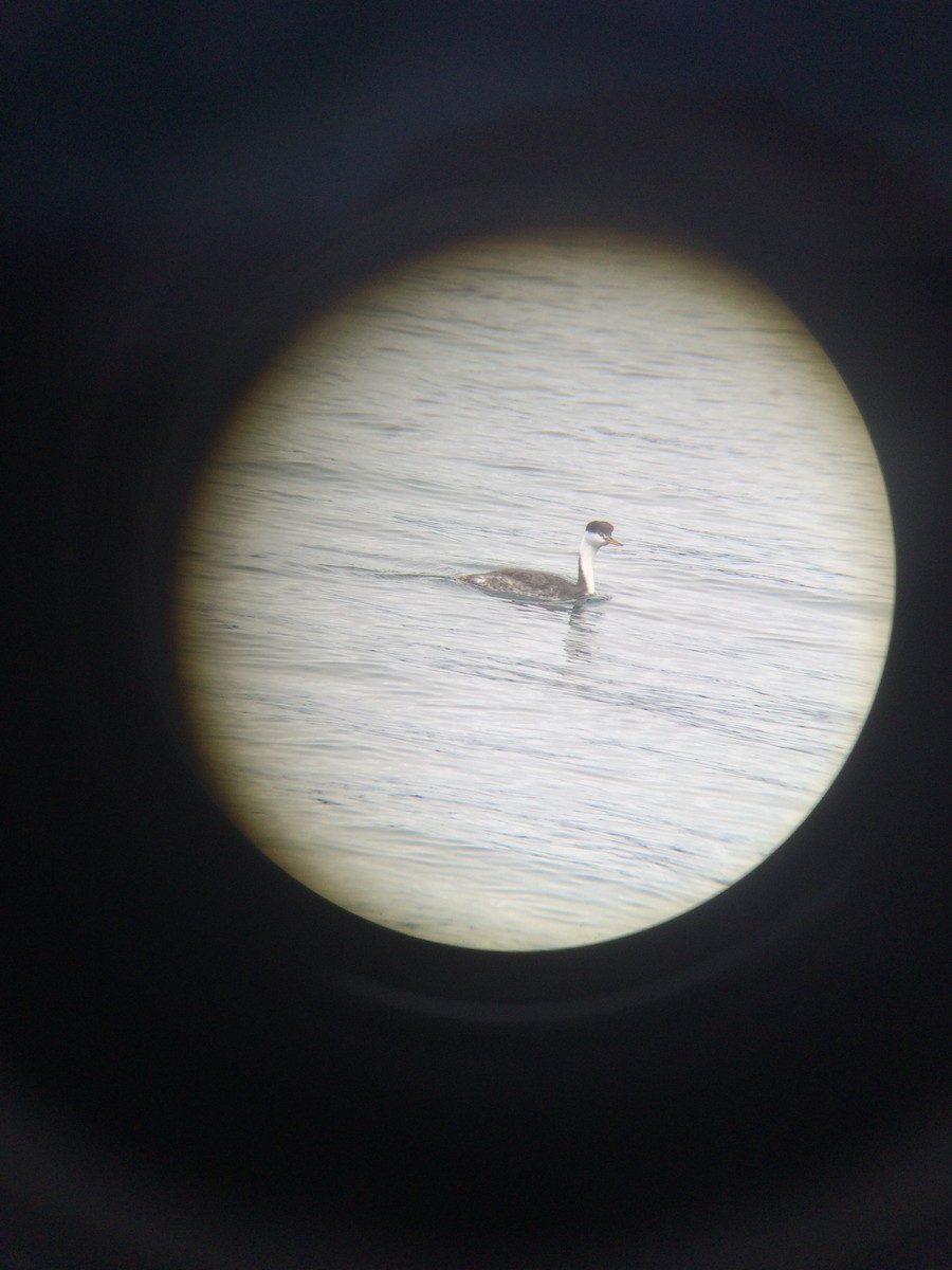 Clark's Grebe - ML20356541