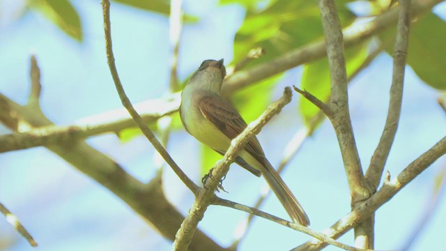 Dusky-capped Flycatcher - ML203566681