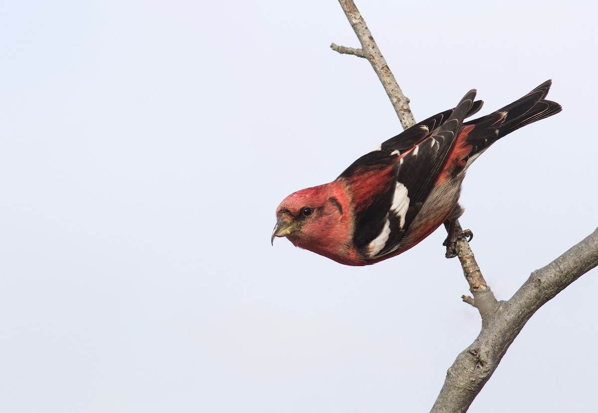 White-winged Crossbill - ML203566821