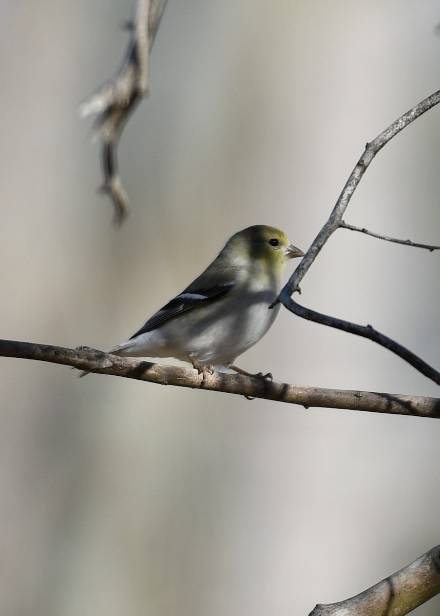 American Goldfinch - ML203567661