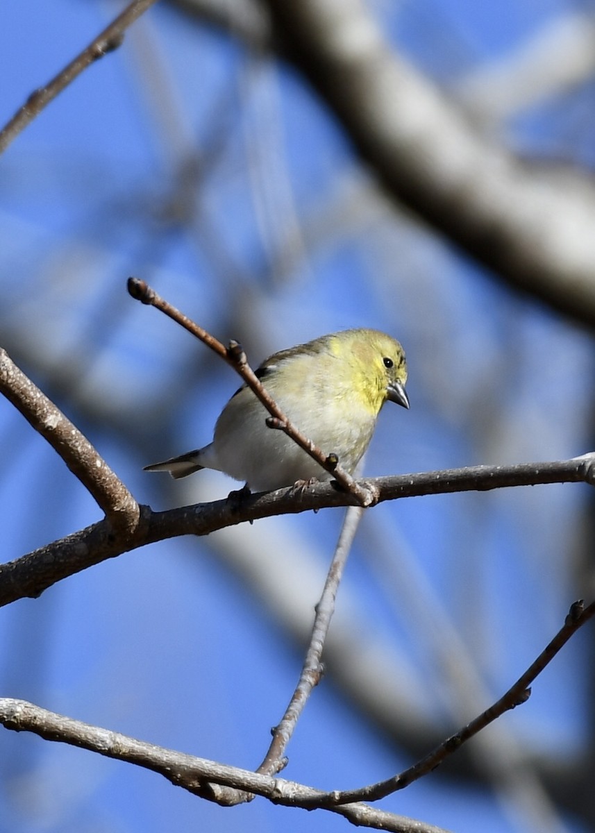 American Goldfinch - ML203567681