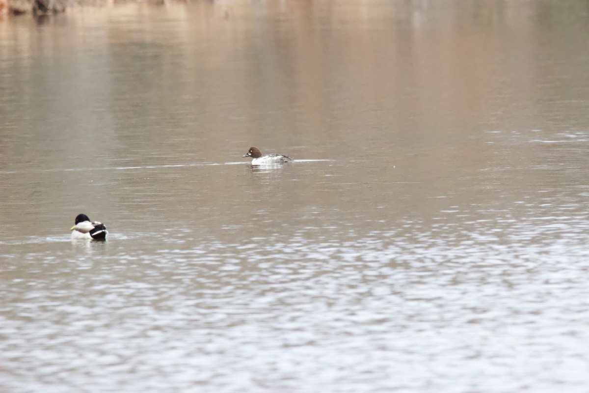 Common Goldeneye - ML203569231