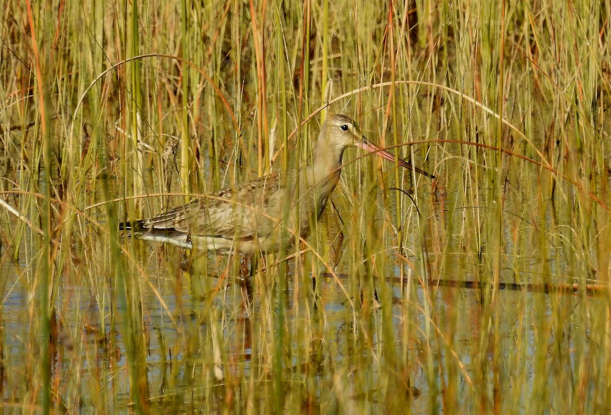 Hudsonian Godwit - ML20356971