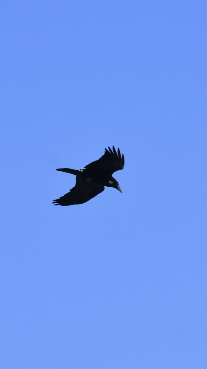 Common Raven - ML203570171