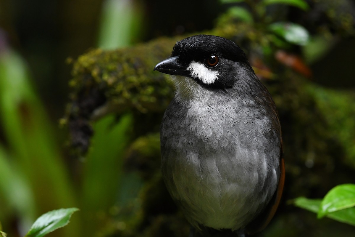 Jocotoco Antpitta - ML203572181