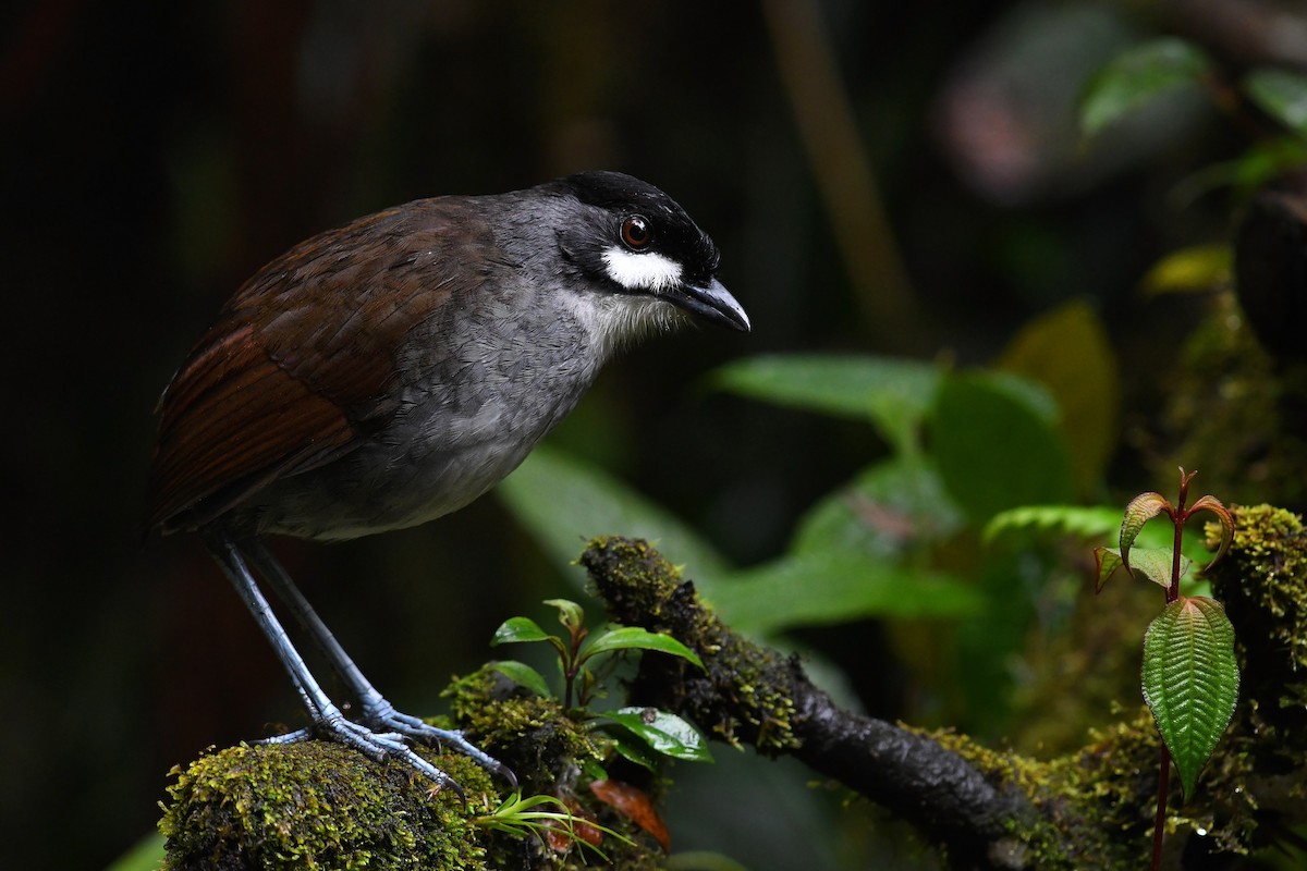 Jocotoco Antpitta - ML203572241