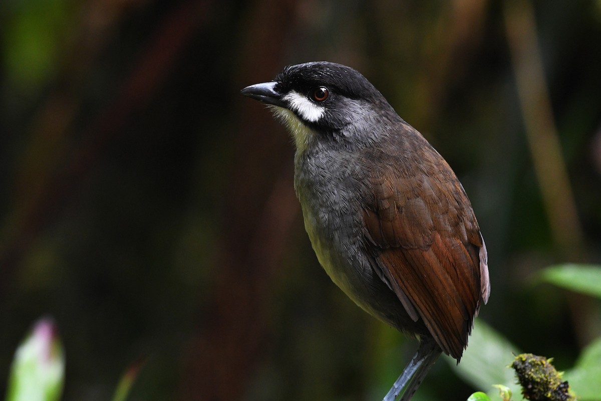 Jocotoco Antpitta - ML203572291