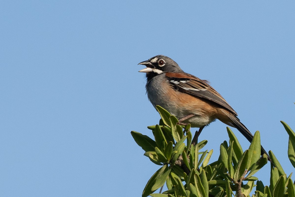 Bridled Sparrow - ML203573171