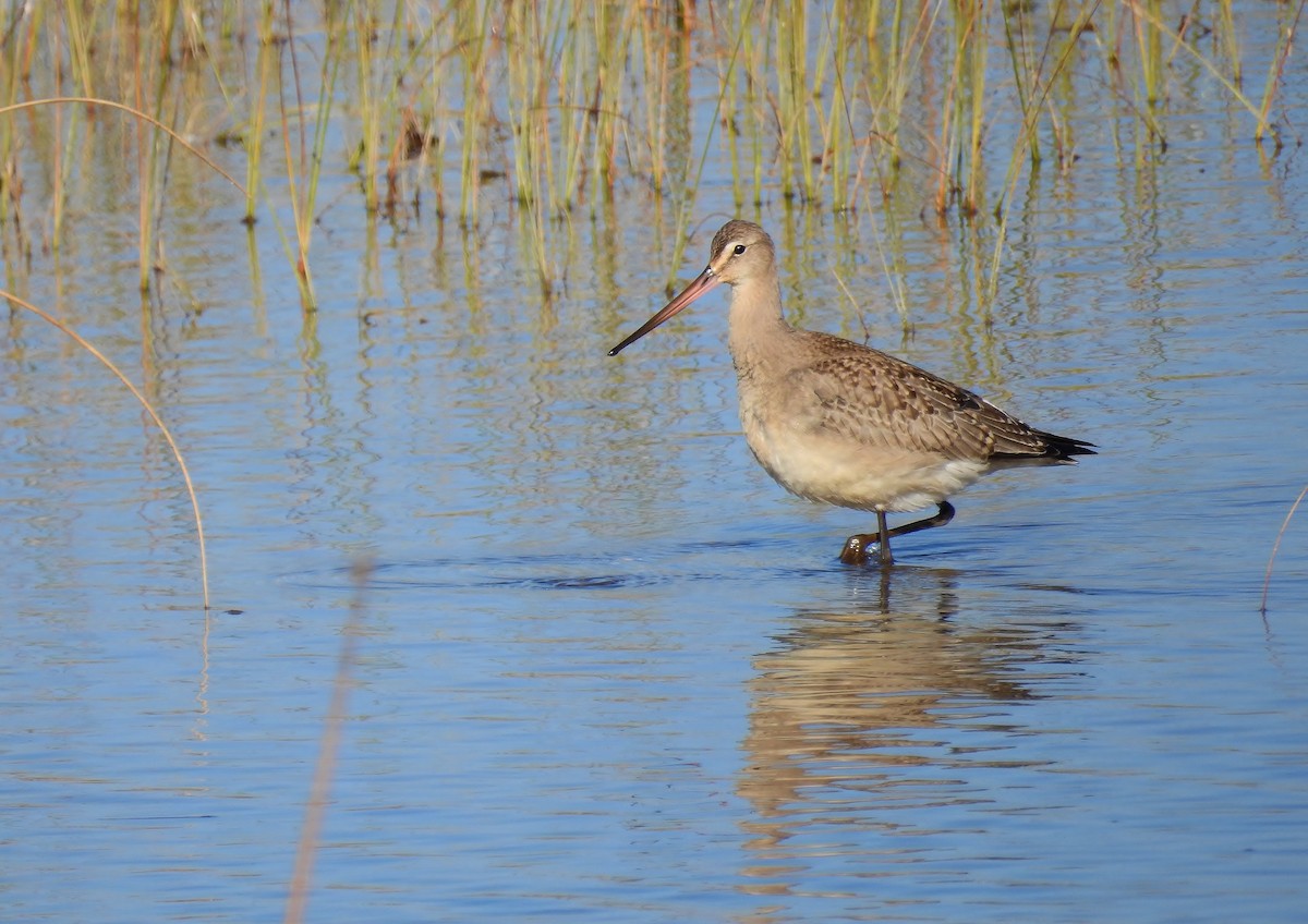 Hudsonian Godwit - ML20357351