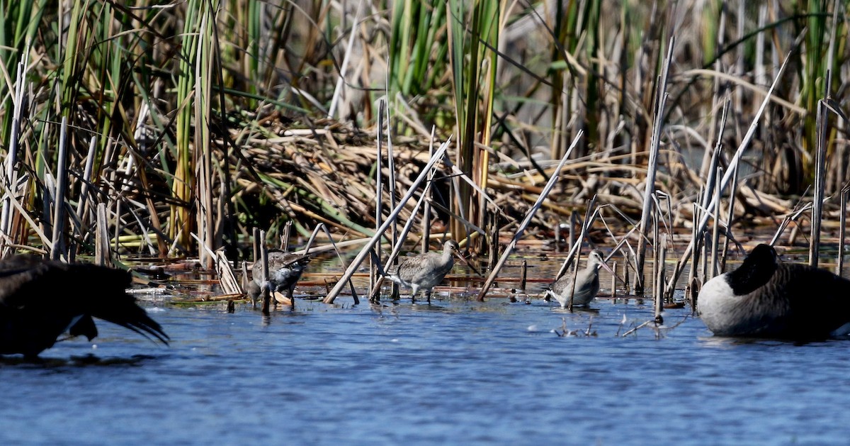 Hudsonian Godwit - ML20357601