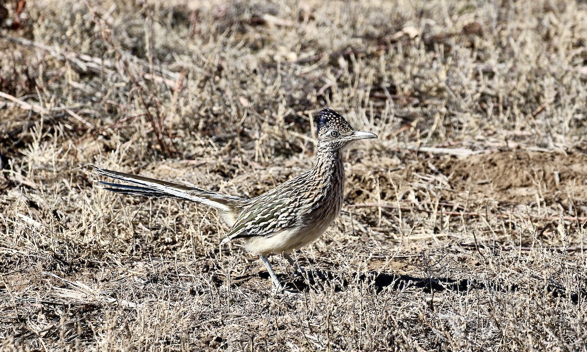 Greater Roadrunner - Susan Maclin