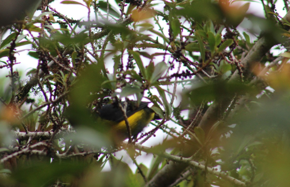 Black-and-yellow Silky-flycatcher - ML203576081