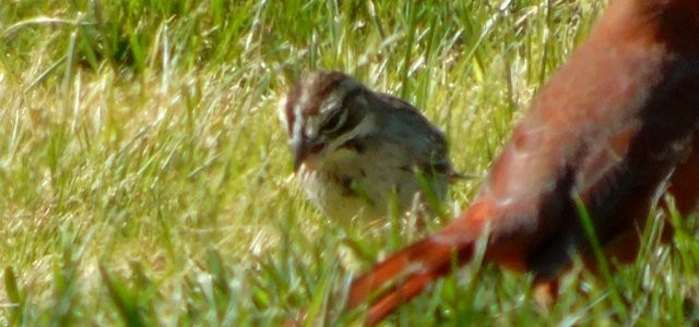 Lark Sparrow - Larry Neily