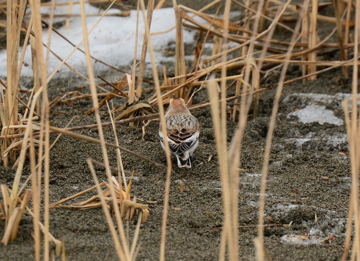 Snow/McKay's Bunting - Nat Drumheller