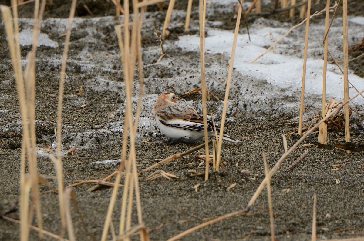 Snow/McKay's Bunting - Nat Drumheller