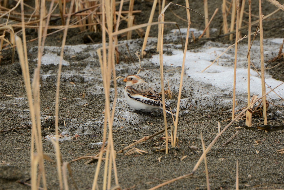 Snow/McKay's Bunting - Nat Drumheller