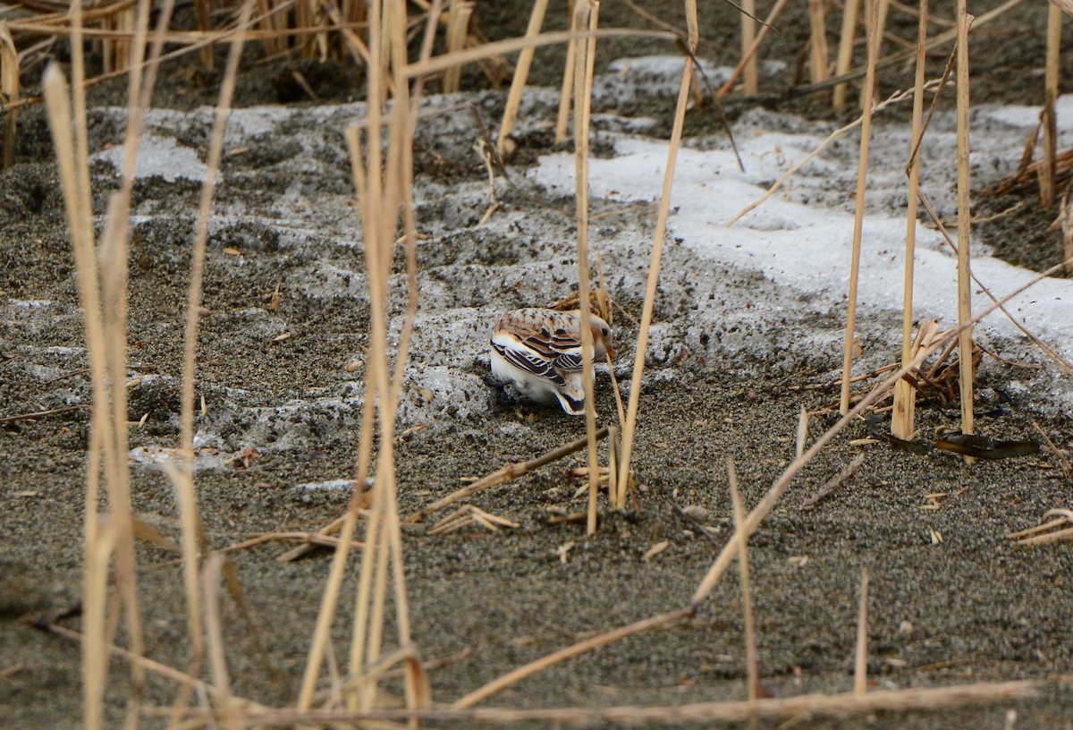 Snow/McKay's Bunting - Nat Drumheller