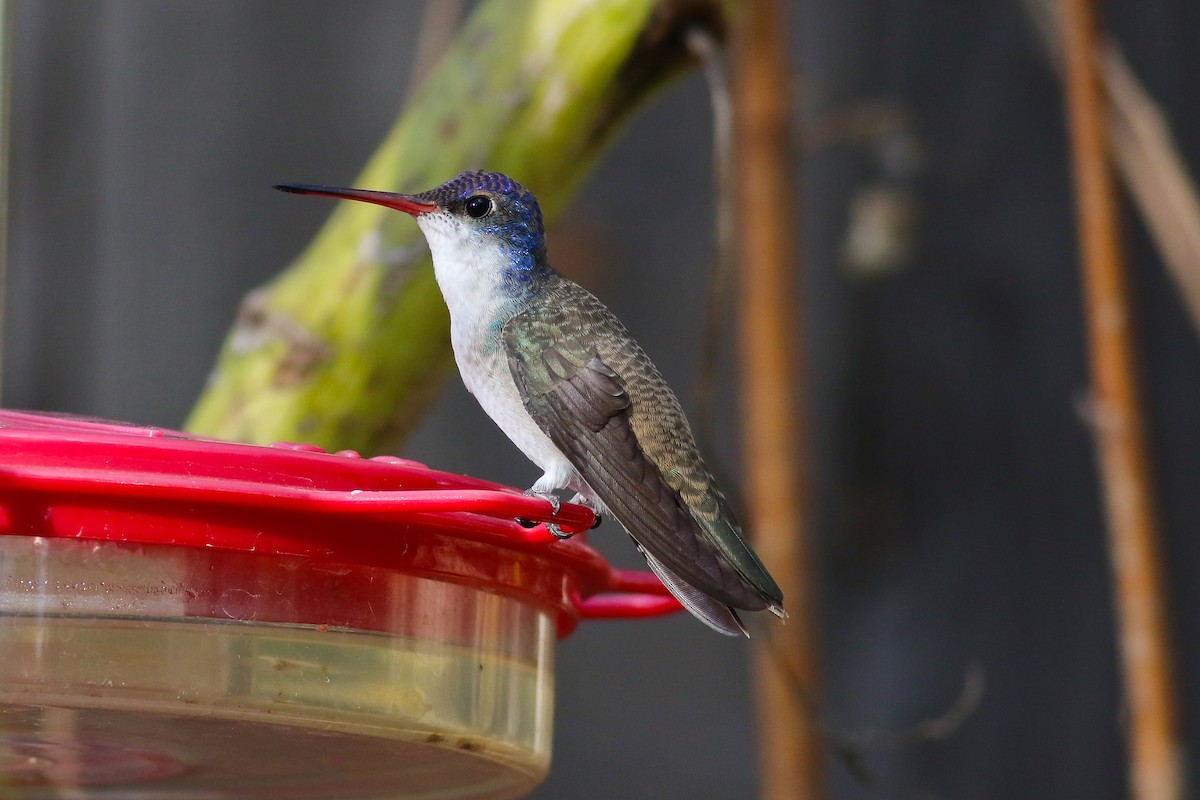 Violet-crowned Hummingbird - Thomas Ford-Hutchinson