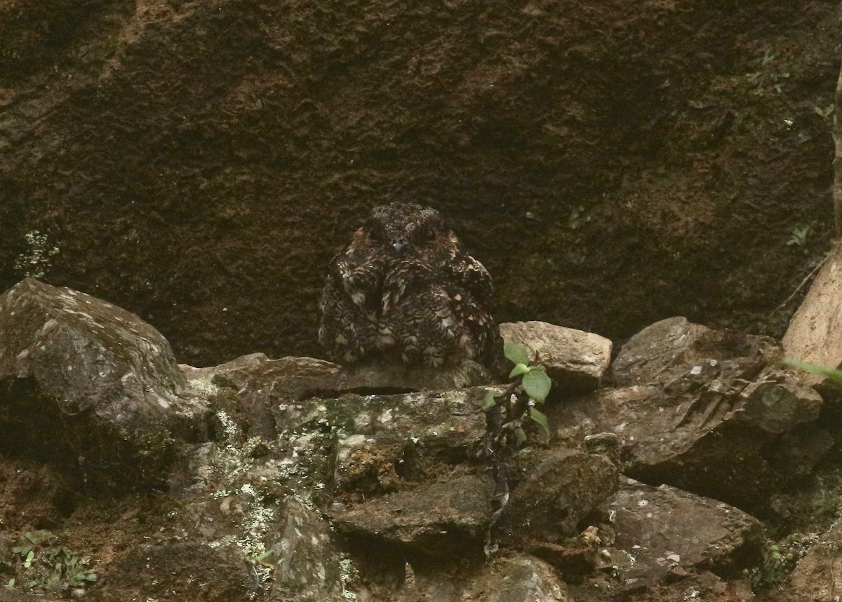 Lyre-tailed Nightjar - ML203581391