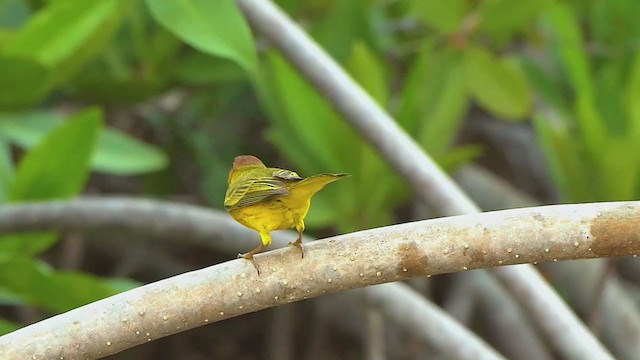 Yellow Warbler (Mangrove) - ML203583121
