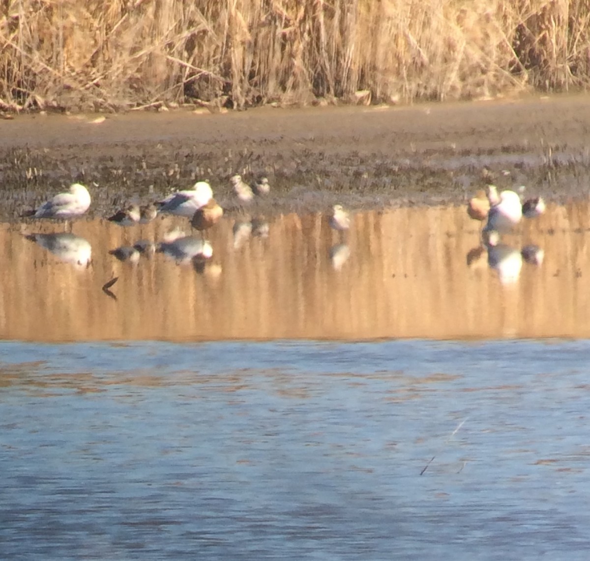 Marbled Godwit - ML20358451