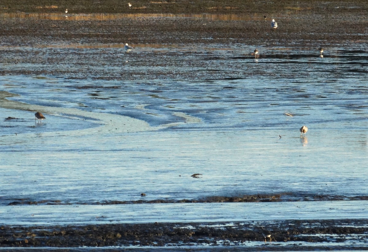 Marbled Godwit - Sandra Keller