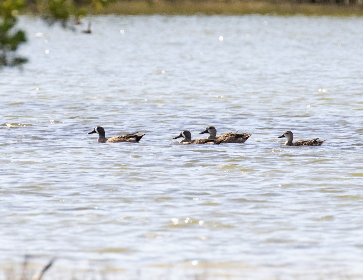 Blue-winged Teal - ML203586261