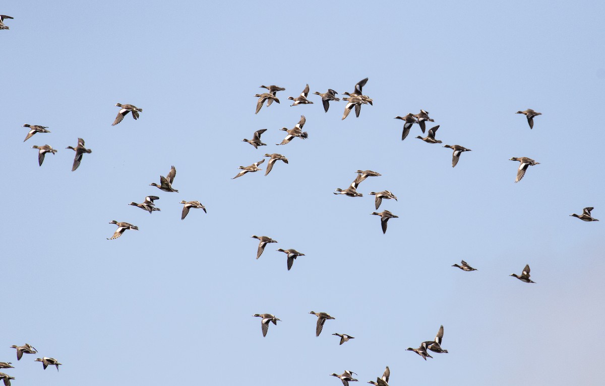 American Wigeon - ML203586431