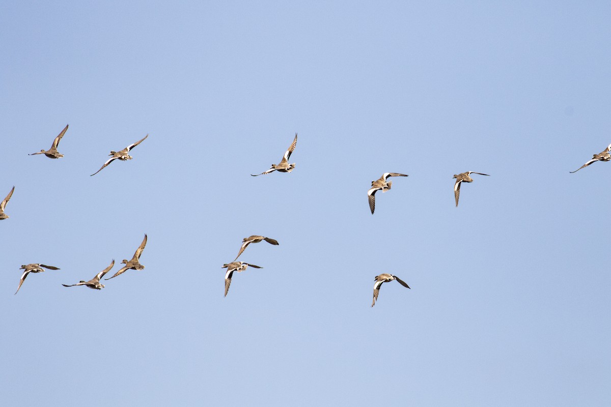 American Wigeon - ML203586451